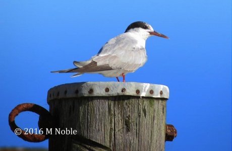 common tern (Sterna hirundo) M Noble